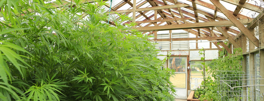 Security Solutions for Apartments in Williamsport , KY